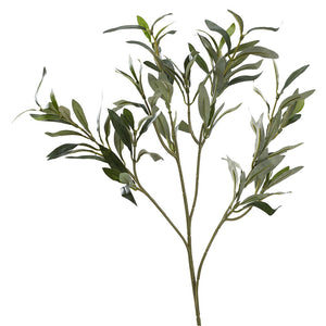 Olive Branch